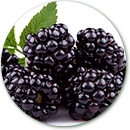 Importacion y distribucion de moras frescaos.